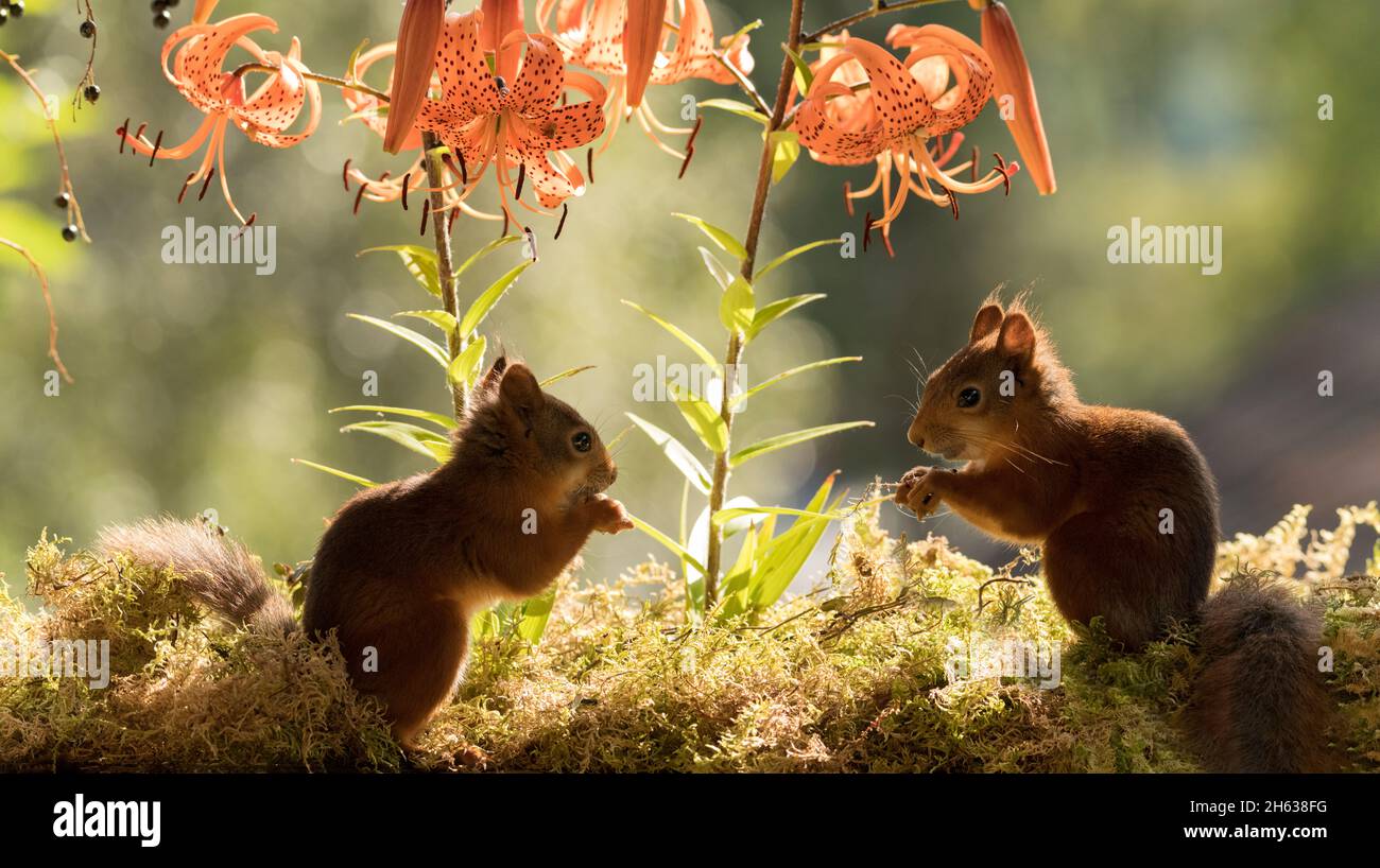 red squirrels standing with a tiger lily Stock Photo Alamy