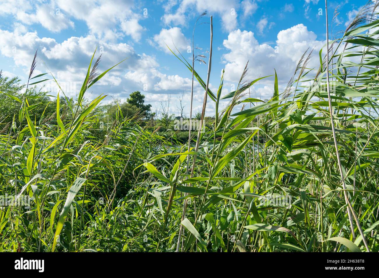 Riverscape Nature Park Peene Valley Hi-res Stock Photography And Images ...