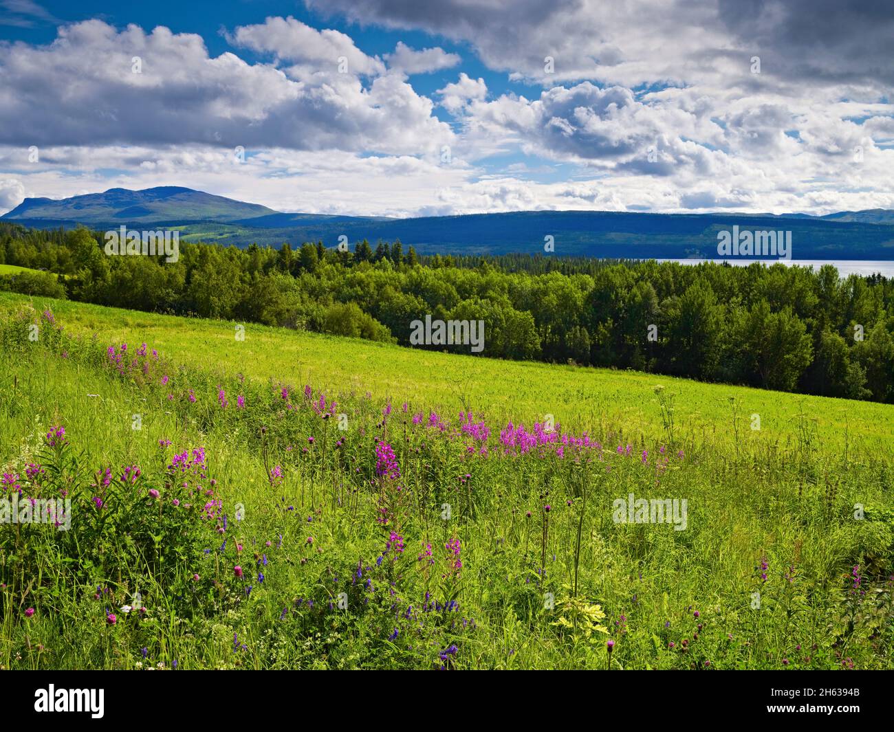 Jamtland province hi-res stock photography and images - Alamy