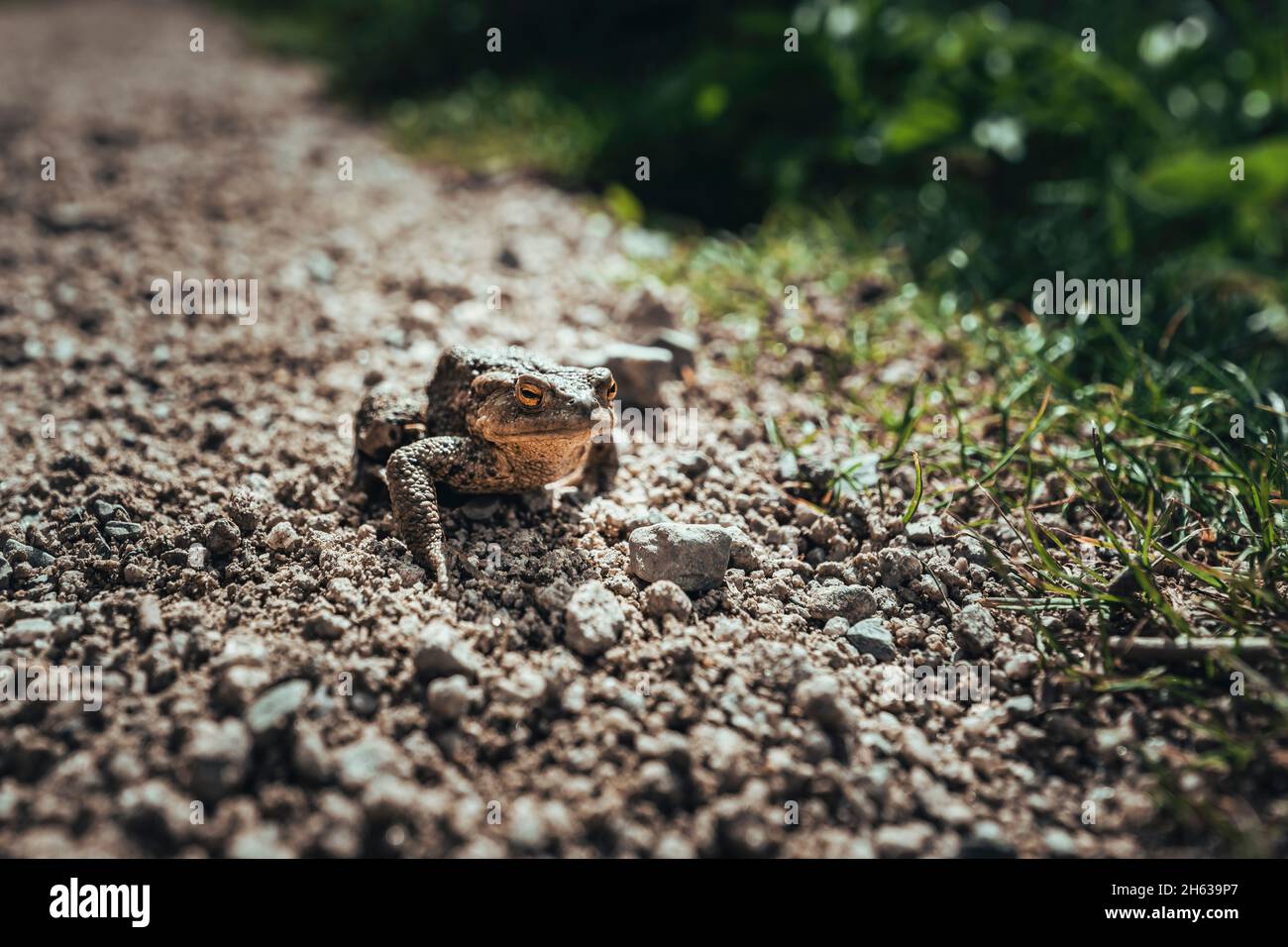 toad on the move Stock Photo
