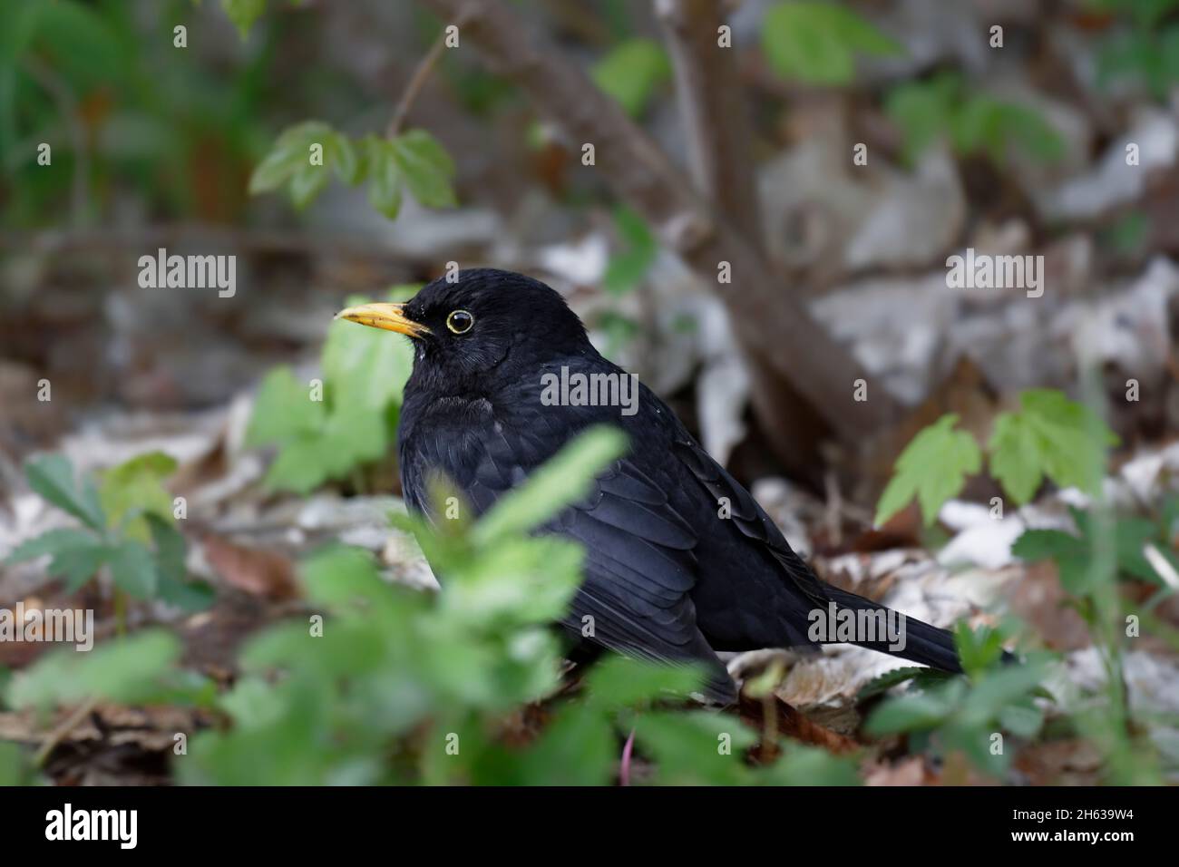 blackbird on the forest floor Stock Photo