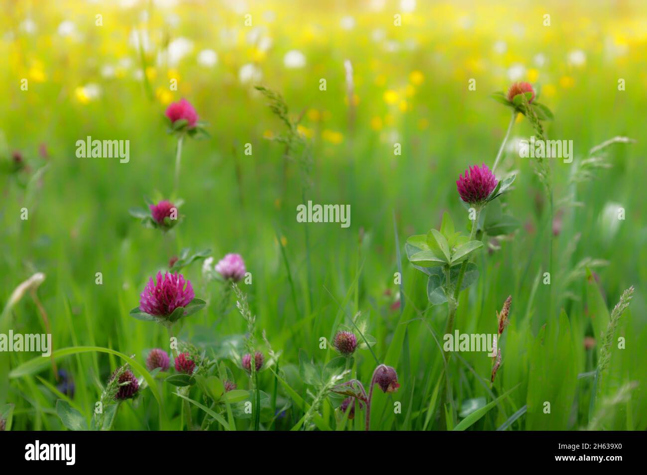 wild meadow in the allgäu,clover,sharp buttercups,dandelions Stock Photo