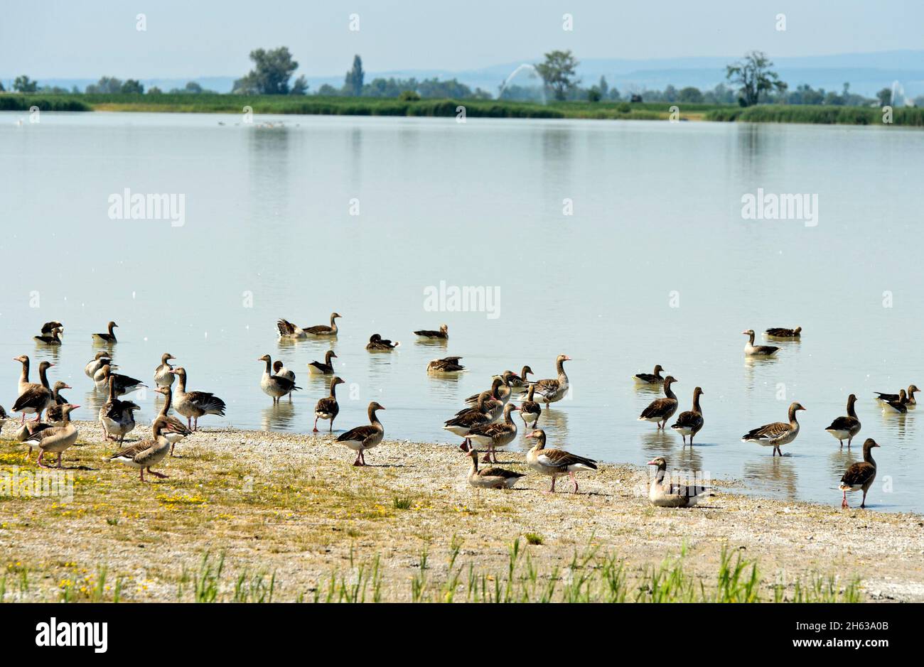 greylag geese (anser anser) on lake lange lacke,neusiedlersee –€“ seewinkel national park,apetlon,burgenland,austria Stock Photo