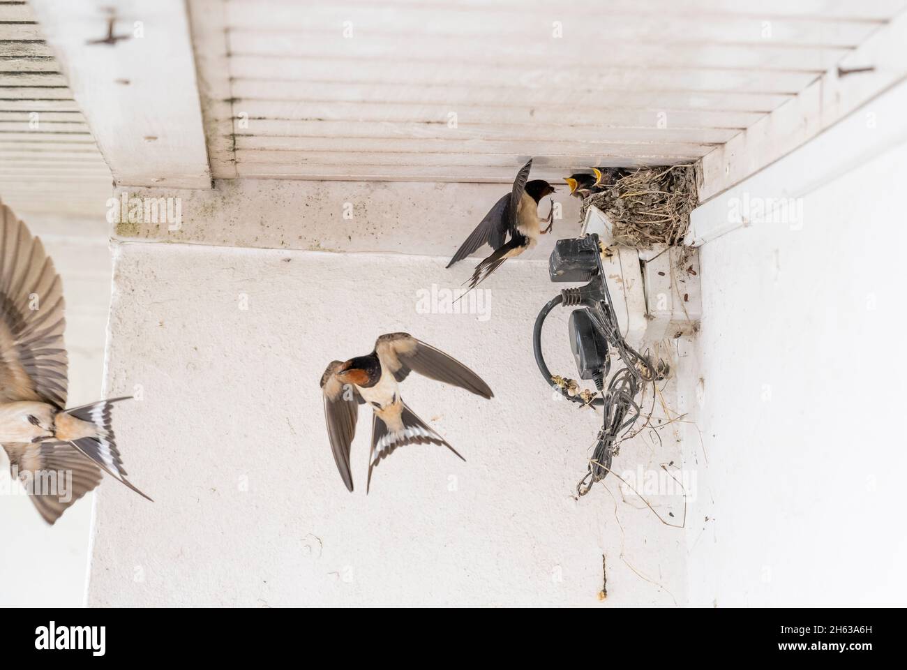 barn swallows (hirundo rustica),also house swallows or forked swallows