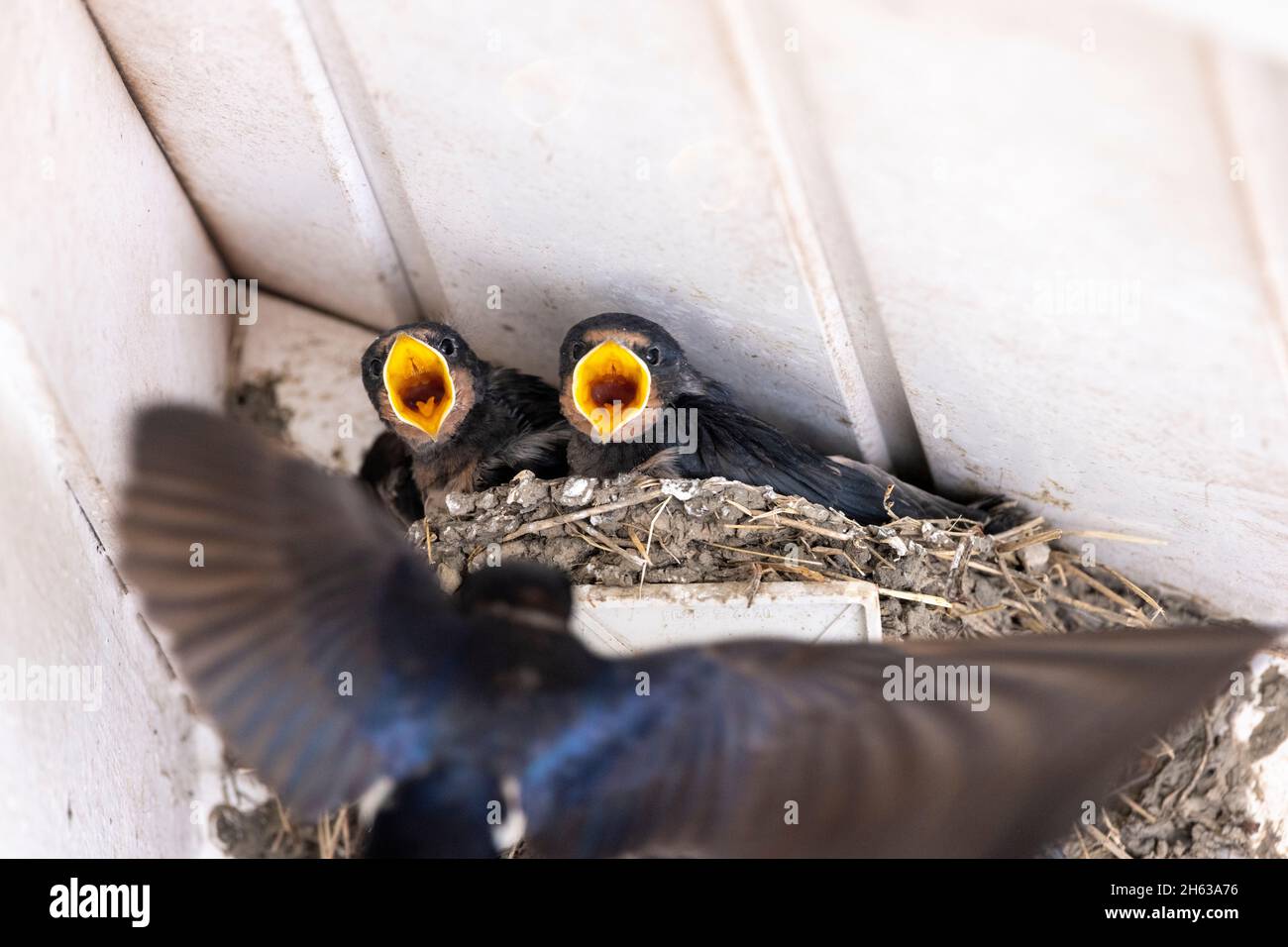 barn swallows (hirundo rustica),also house swallows or forked swallows