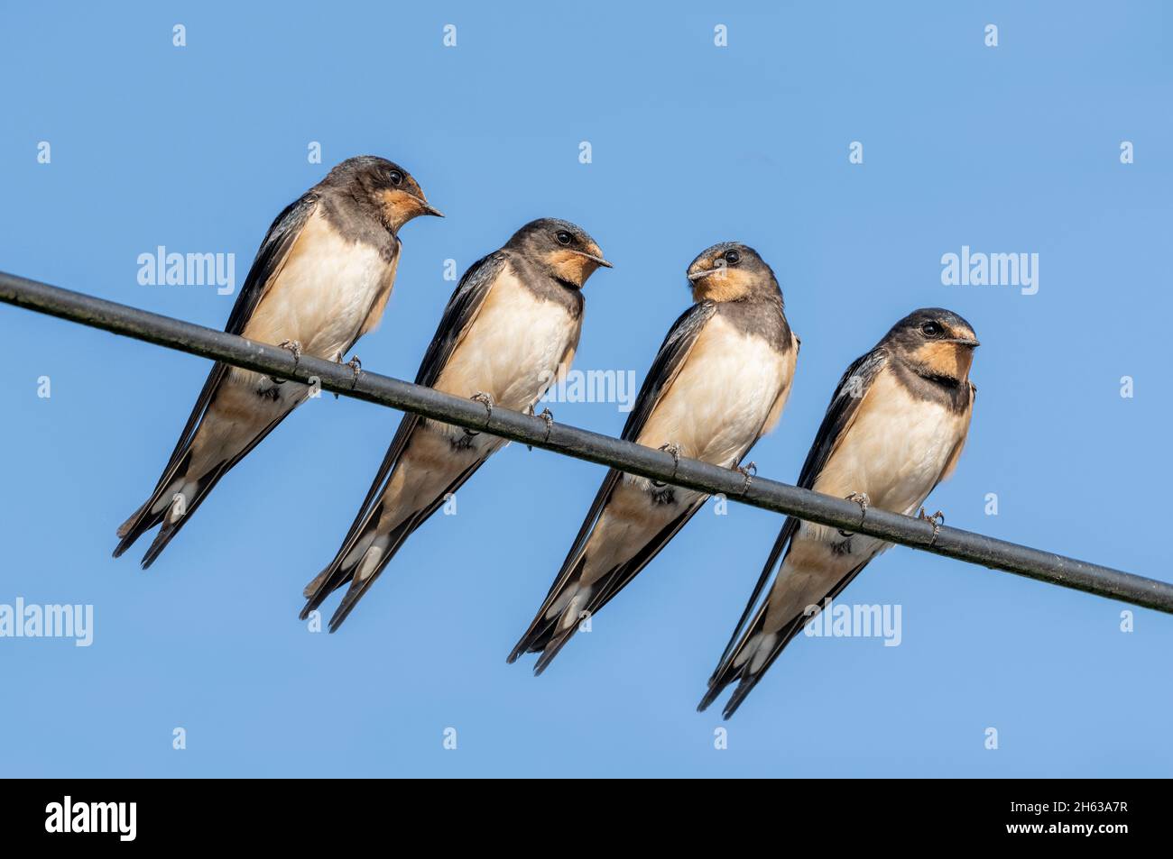 barn swallows (hirundo rustica),also house swallows or forked swallows