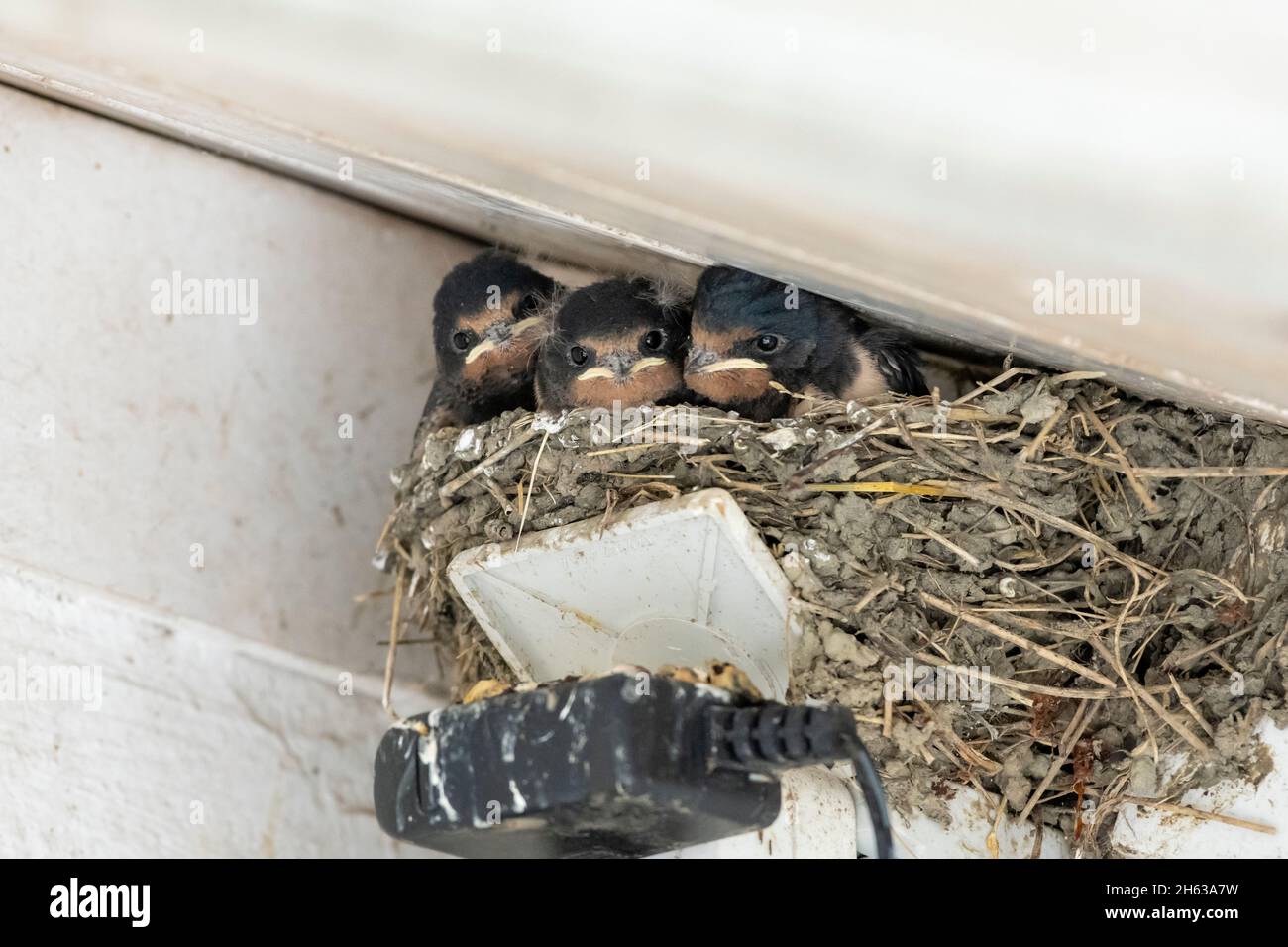 Bird birds swallows nest nests hi-res stock photography and images - Page 4  - Alamy