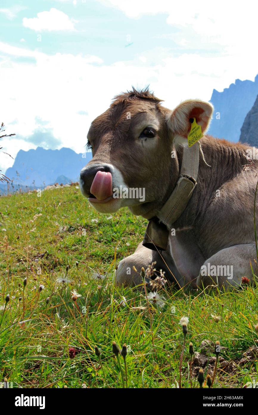 cow,cows,respectively calf,calves breed tyrolean braunvieh on the hochalm,hochalmsattel,next to bike and hiking trail,austria,tyrol,karwendel,karwendel mountains Stock Photo