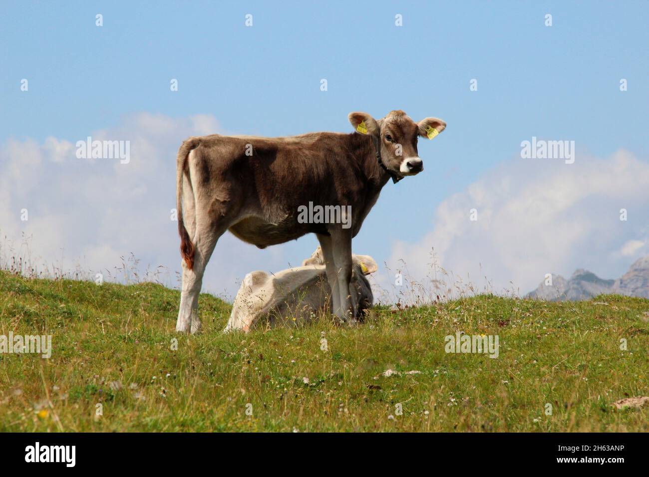 cow,cows,respectively calf,calves breed tyrolean braunvieh on the hochalm,hochalmsattel,next to bike and hiking trail,austria,tyrol,karwendel,karwendel mountains Stock Photo