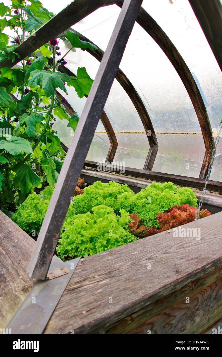 cold frame,raised bed with lettuce in a garden,europe,germany,bavaria,upper bavaria, Stock Photo