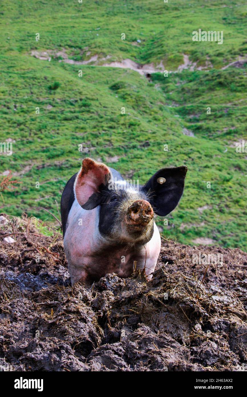 domestic pig on the plumsjoch alm,free running,mud,domesticated,pig,piglet,meadow,young,alm,tyrol,eng-alm,austria Stock Photo