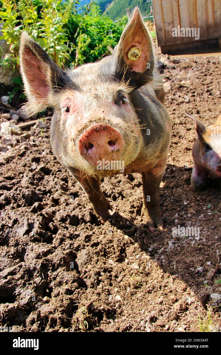 domestic pig on the plumsjoch alm,free running,mud,domesticated,pig,piglet,meadow,young,alm,tyrol,eng-alm,austria Stock Photo