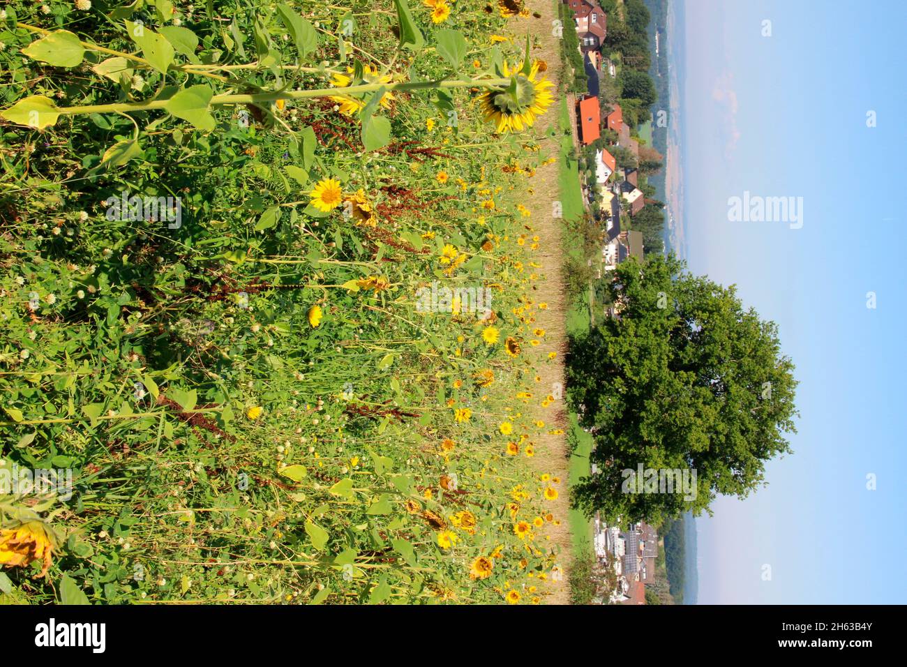 sunflower field in weiler am berge,an eastern district of mechernich in the euskirchen district in north rhine-westphalia,germany Stock Photo