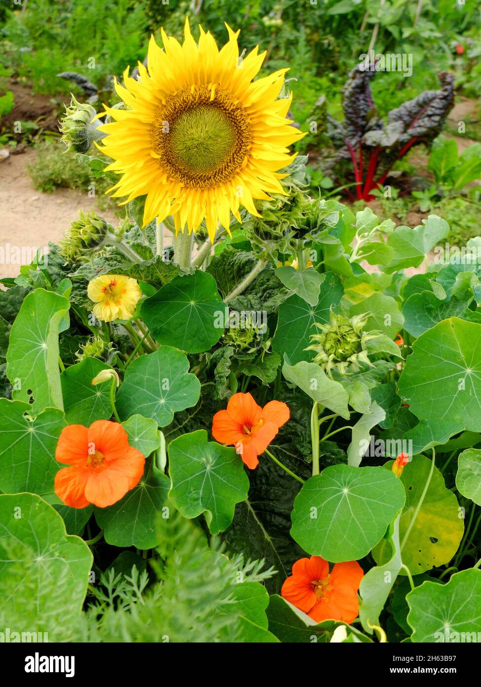 vegetable patch with herbs and flowers: swiss chard (beta vulgaris),nasturtium (tropaeolum),sunflower (helianthus) Stock Photo
