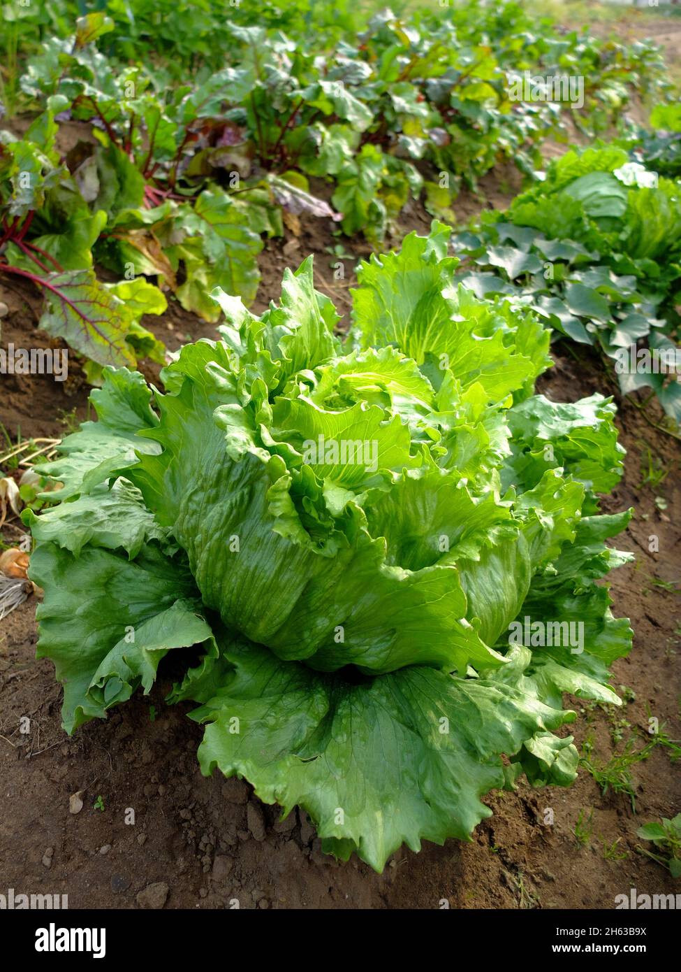 mixed culture in the bed: iceberg lettuce (lactuca sativa var.capitata nidus tenerimma) and beetroot (beta vulgaris) Stock Photo