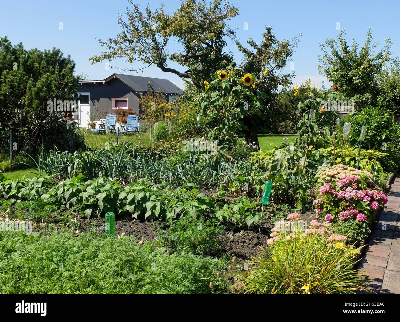 mixed culture; vegetable patch in summer Stock Photo