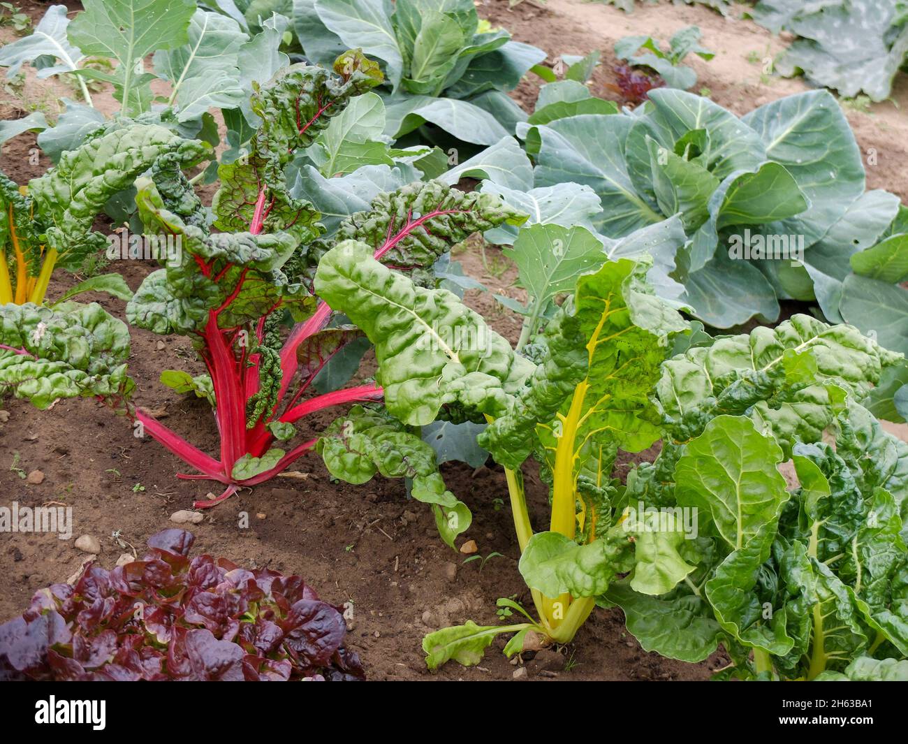 mixed culture in the bed: swiss chard (beta vulgaris) and cabbage (brassica) Stock Photo