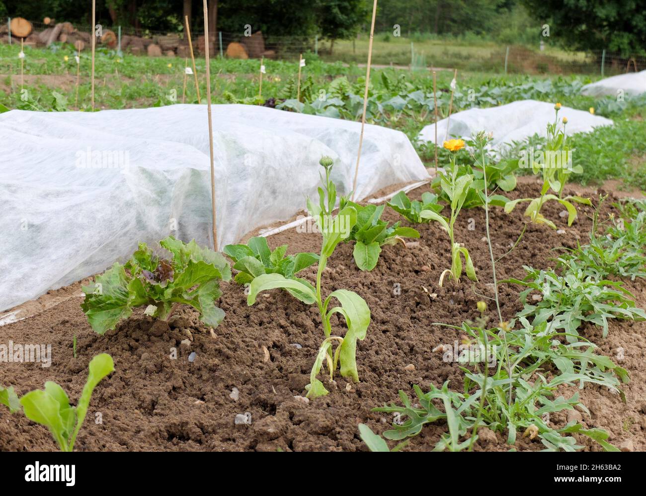 vegetable patch in spring: marigold (calendula officinalis) and lettuce ((lactuca sativa),back: fleece cover Stock Photo