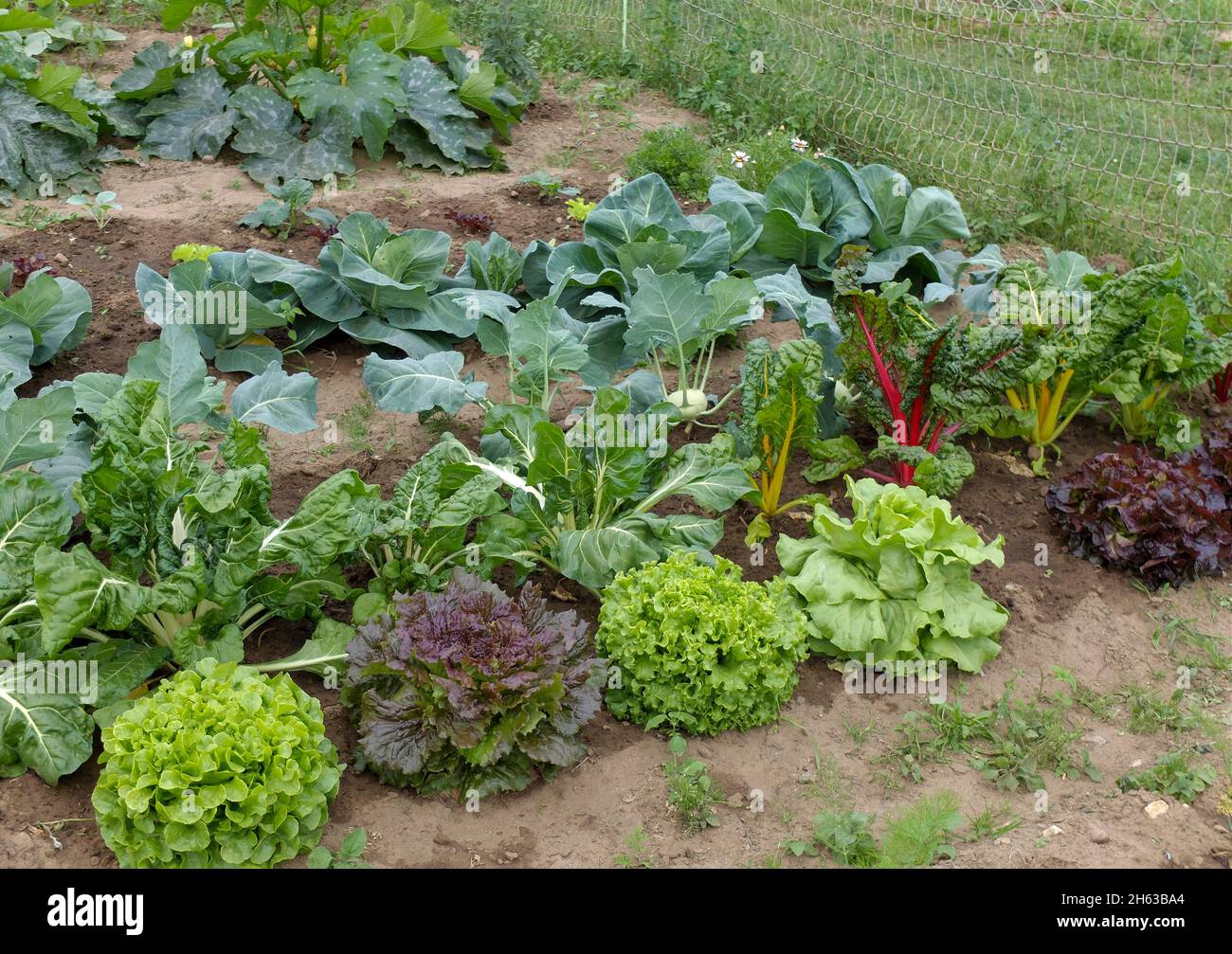 mixed culture in the bed: lettuce (lactuca sativa),swiss chard (beta vulgaris),cabbage (brassica) Stock Photo