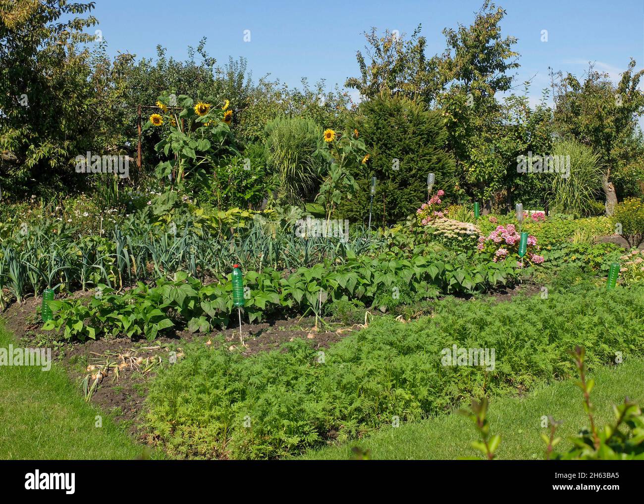 mixed culture; vegetable patch in summer Stock Photo