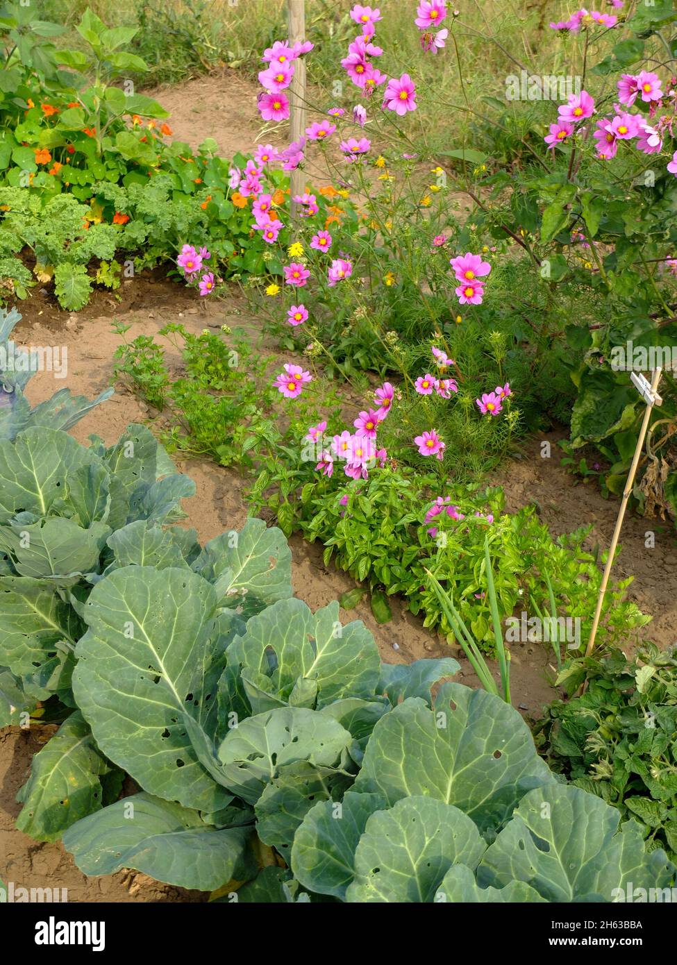 vegetable patch with herbs and flowers: cabbage (brassica),parsley (petroselinum crispum),basil (ocimum basilicum),cosmea,nasturtium (tropaeolum) Stock Photo