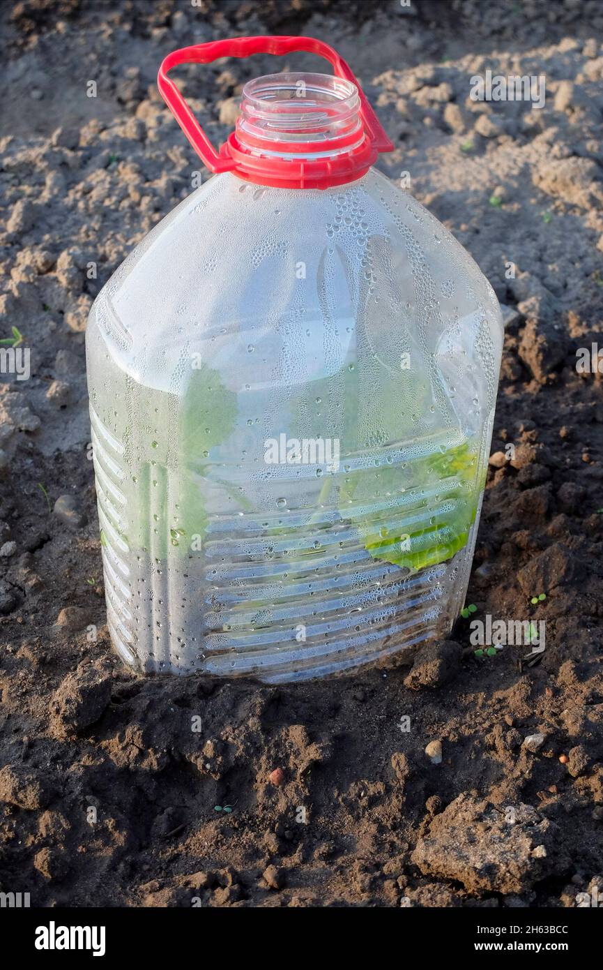 Mini greenhouse plastic bottle hi-res stock photography and images - Alamy, image size:865x1390