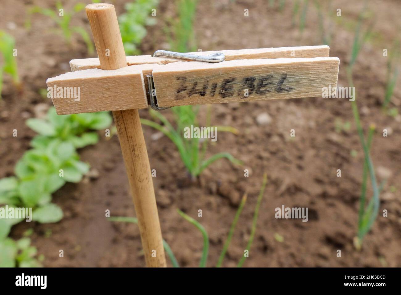plant sign from clothespins Stock Photo