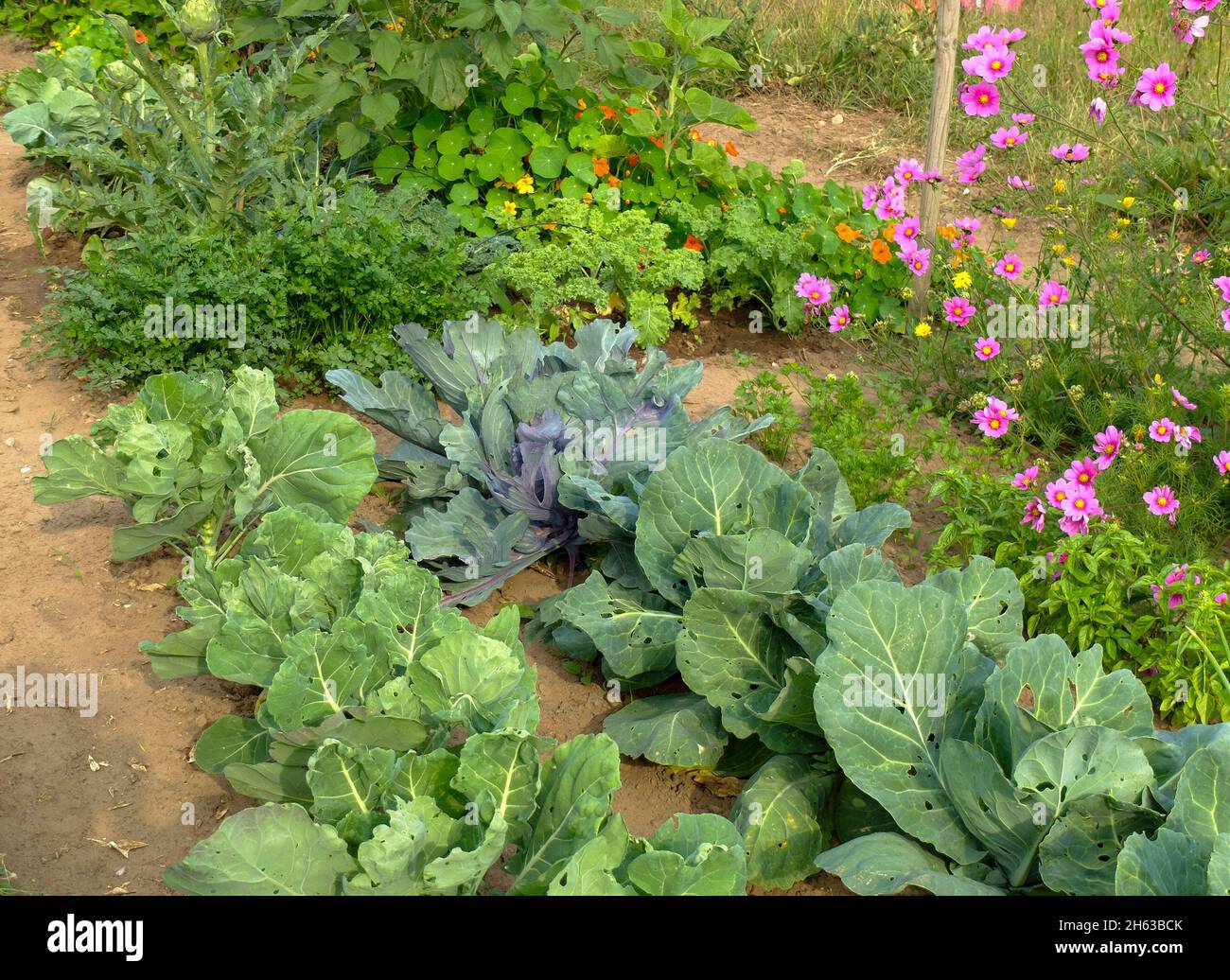 vegetable patch with herbs and flowers: cabbage (brassica),parsley (petroselinum crispum),basil (ocimum basilicum),cosmea,nasturtium (tropaeolum) Stock Photo