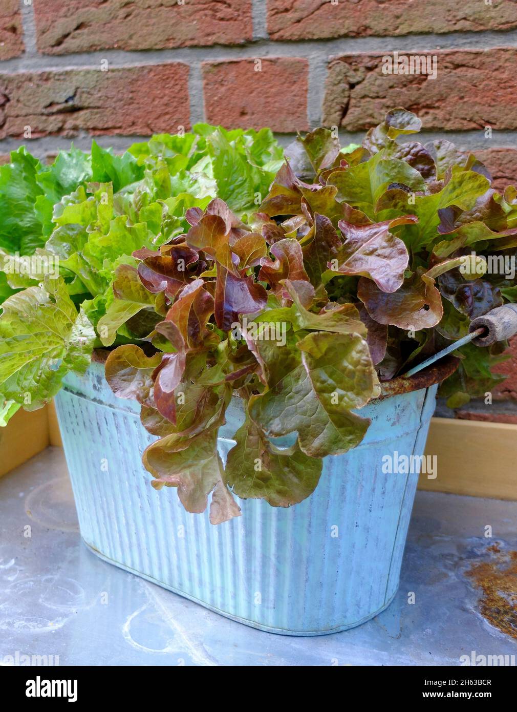 oak leaf lettuce (lactus sativa var. crispa) in a pot Stock Photo