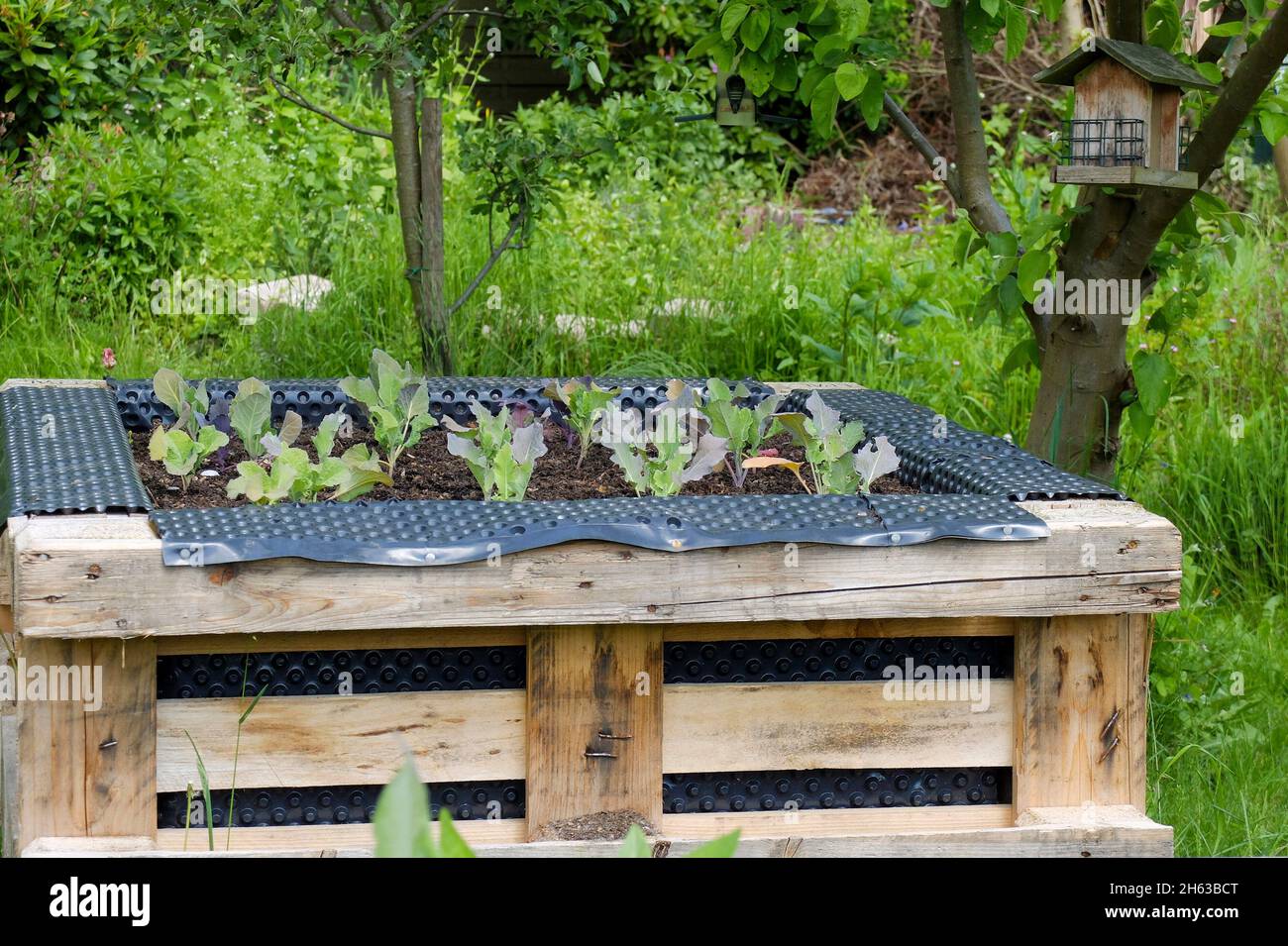 raised bed lined with bubble wrap; cabbage (brassica) Stock Photo