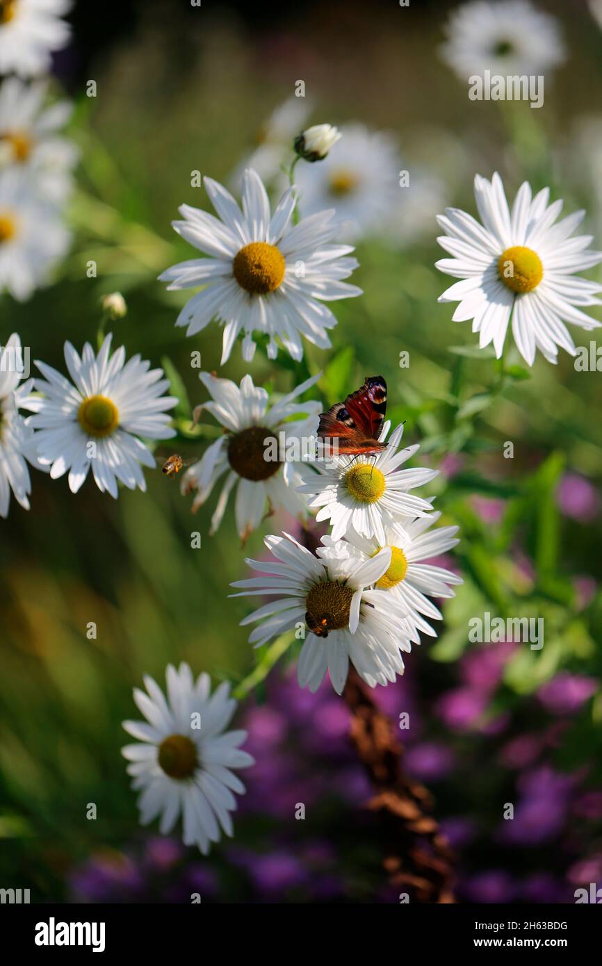 october daisy (leucanthemella serotina) with peacock butterfly and honey bee Stock Photo
