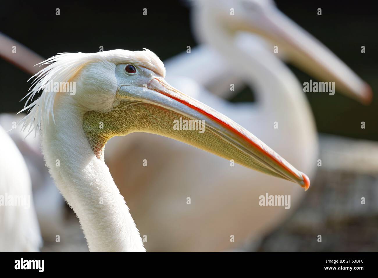 great white pelican (pelecanus onocrotalus) in the munich hellbrunn zoo Stock Photo