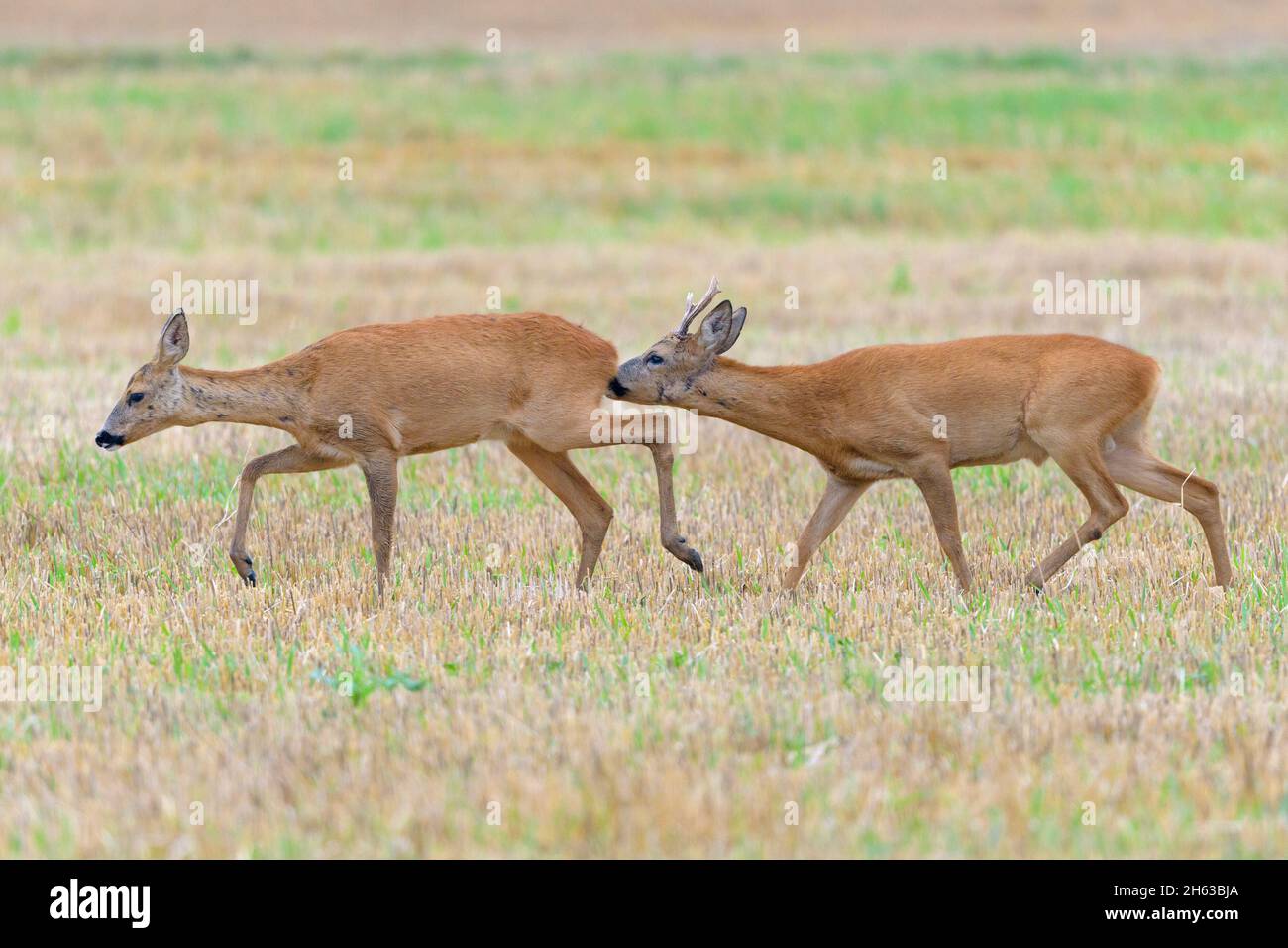 deer in the mating season,july,summer,capreolus capreolus,hesse,germany Stock Photo