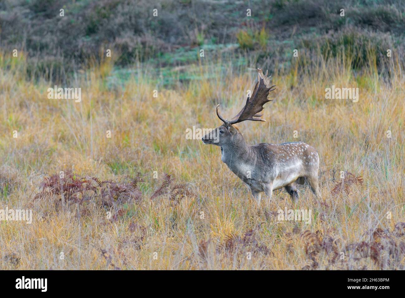 fallow deer in an open space,ceruvs dama,october,hesse,germany,europe Stock Photo