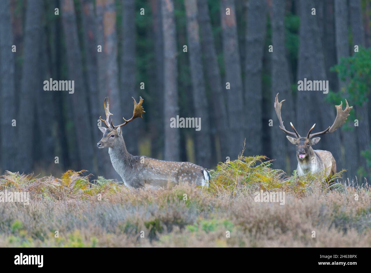 fallow deer at the edge of the forest on a heathland,cervus dama,october,hesse,germany,europe Stock Photo