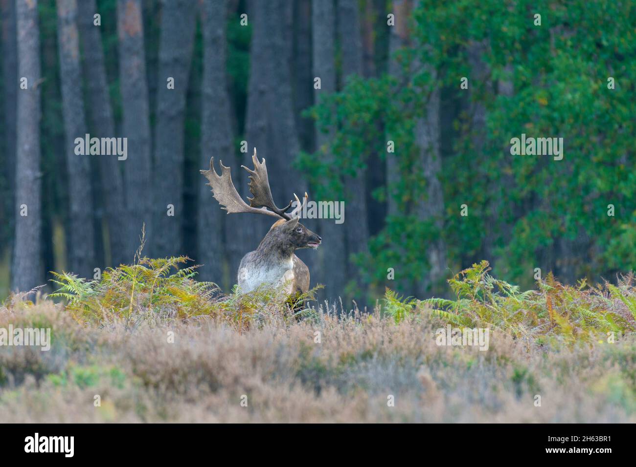 fallow deer at the edge of the forest on a heathland,ceruvs dama,october,hesse,germany,europe Stock Photo