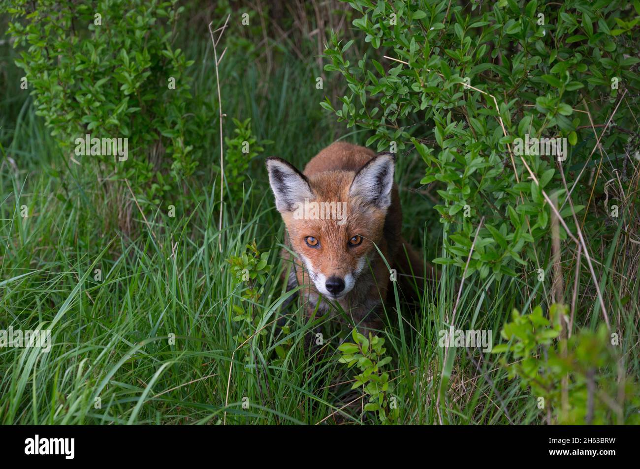 red fox on the edge of a hedge,vulpes vulpes,april,hesse,germany,europe Stock Photo