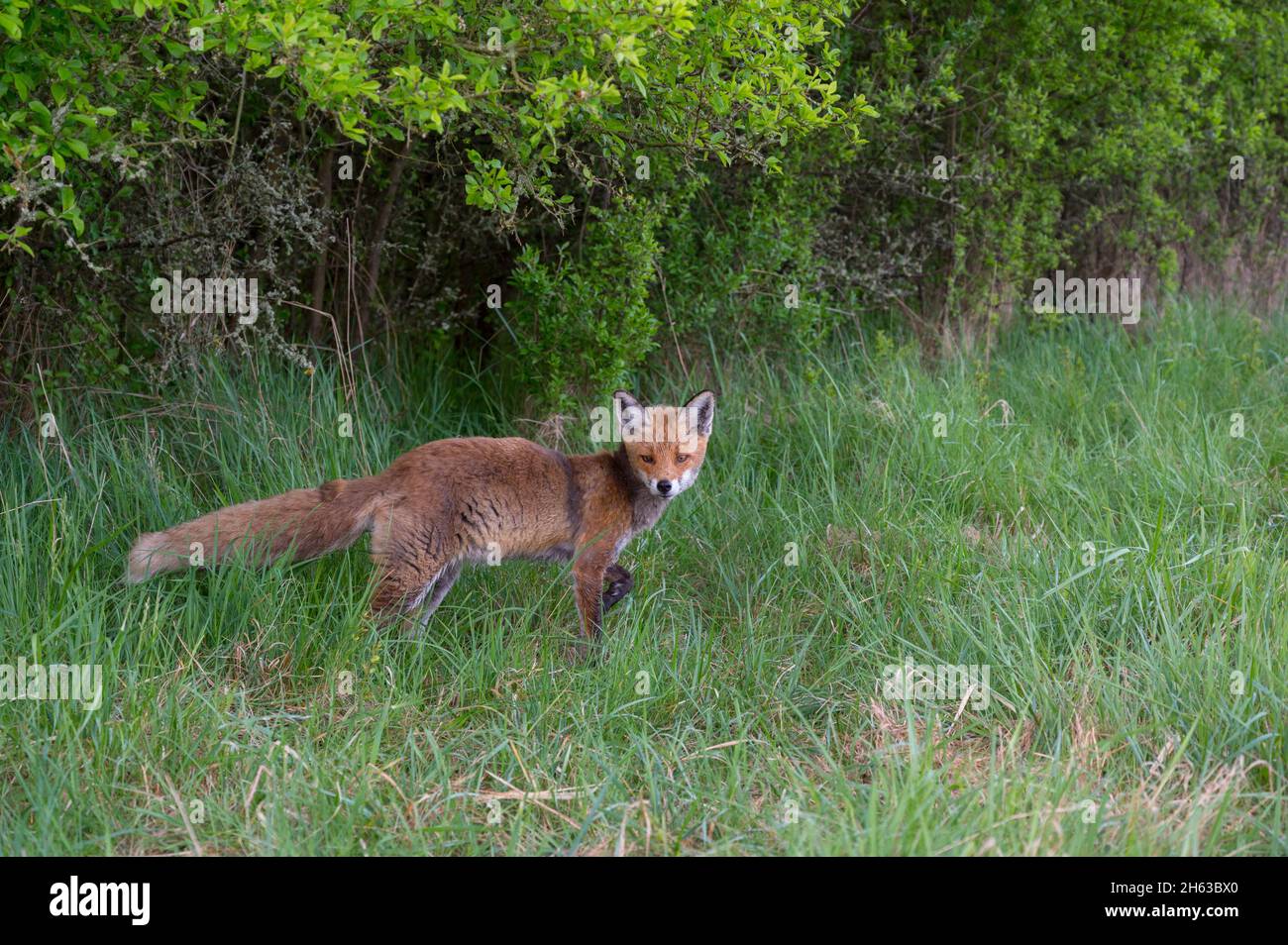 red fox on the edge of a hedge,vulpes vulpes,april,hesse,germany Stock Photo