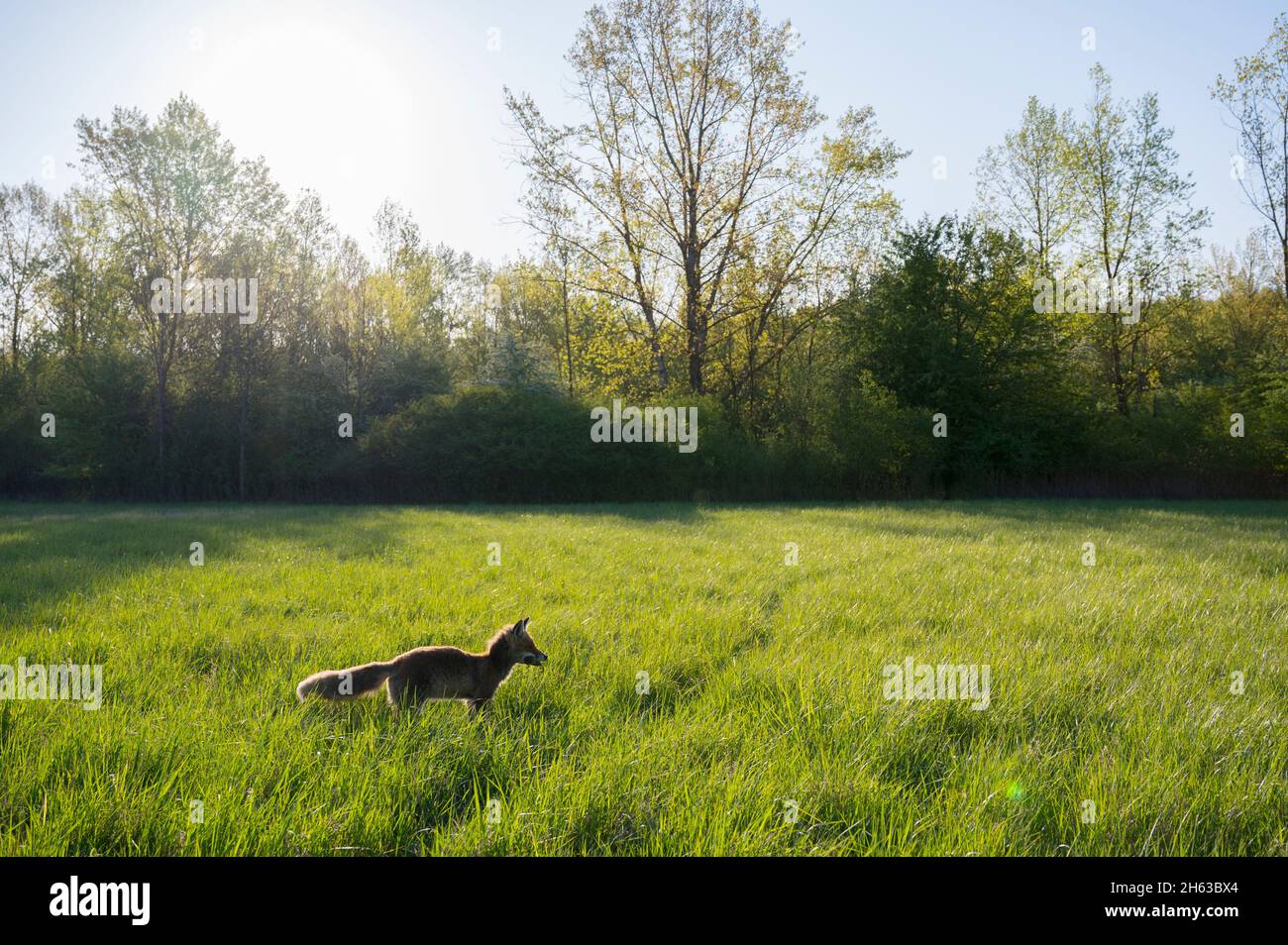 red fox in a meadow,vulpes vulpes,april,hesse,germany,europe Stock Photo