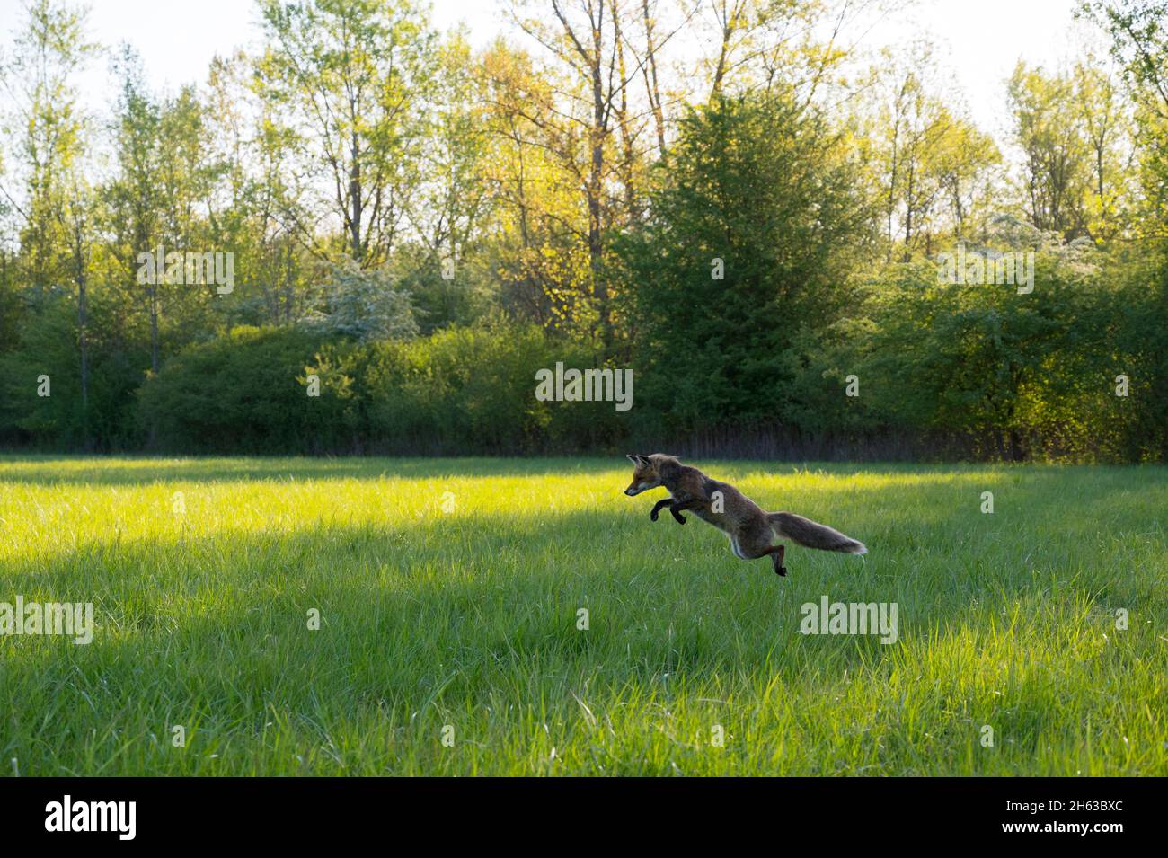 red fox chases mice in a meadow,vulpes vulpes,april,hesse,germany Stock Photo