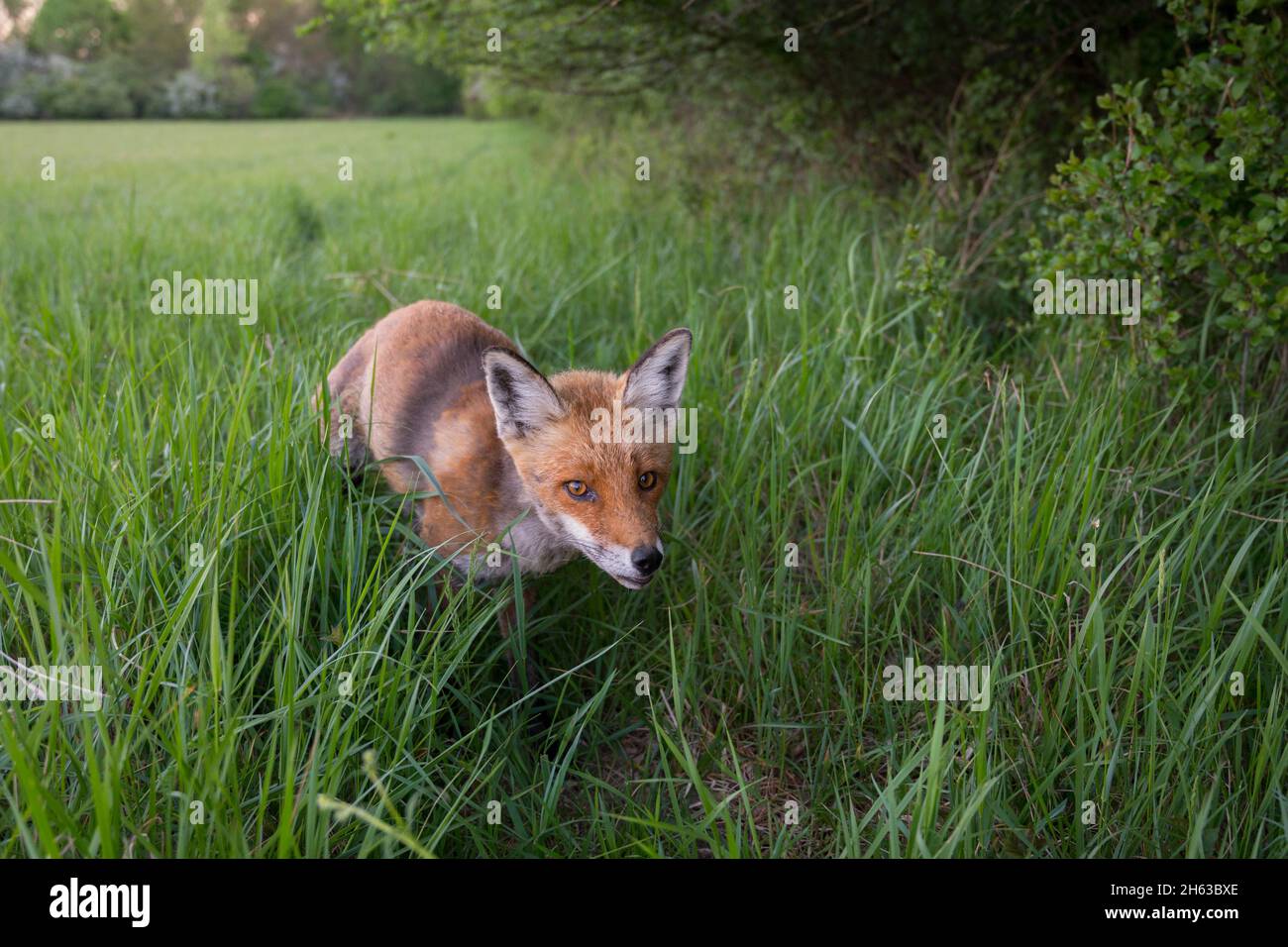 red fox on the edge of a hedge,vulpes vulpes,april,hesse,germany,europe Stock Photo