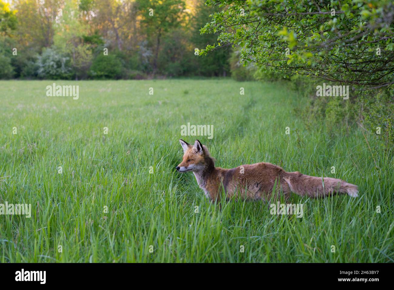 red fox on the edge of a hedge,vulpes vulpes,april,hesse,germany,europe Stock Photo