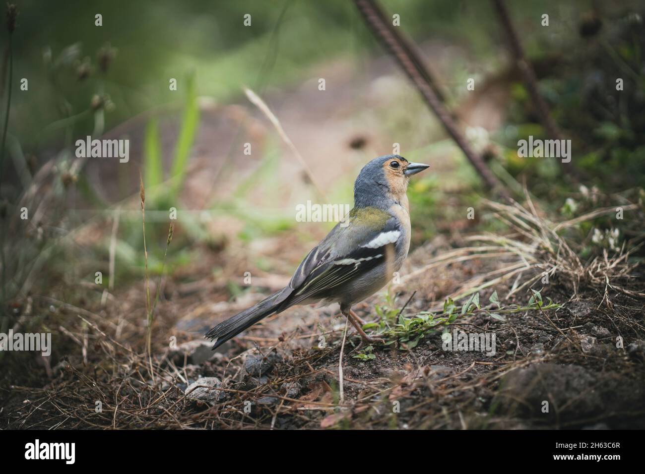 bird on madeira island. very trusting birds. Stock Photo