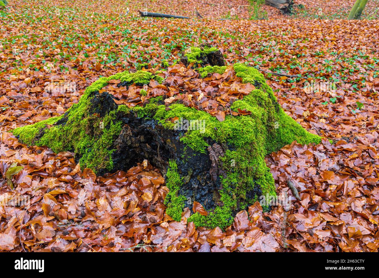 forest floor in beech forest,tree stump,close-up Stock Photo