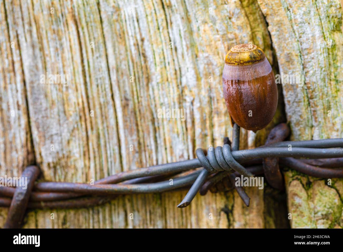 Barbed fruit hi-res stock photography and images - Alamy