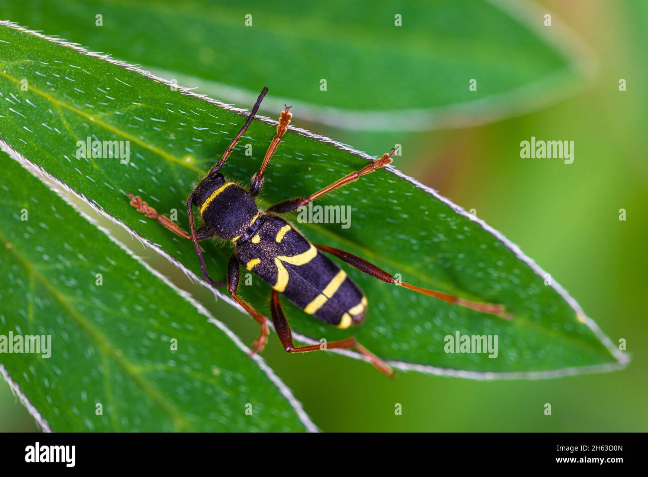 wasp beetle clytis arietis,black yellow,leaf,mimicry Stock Photo