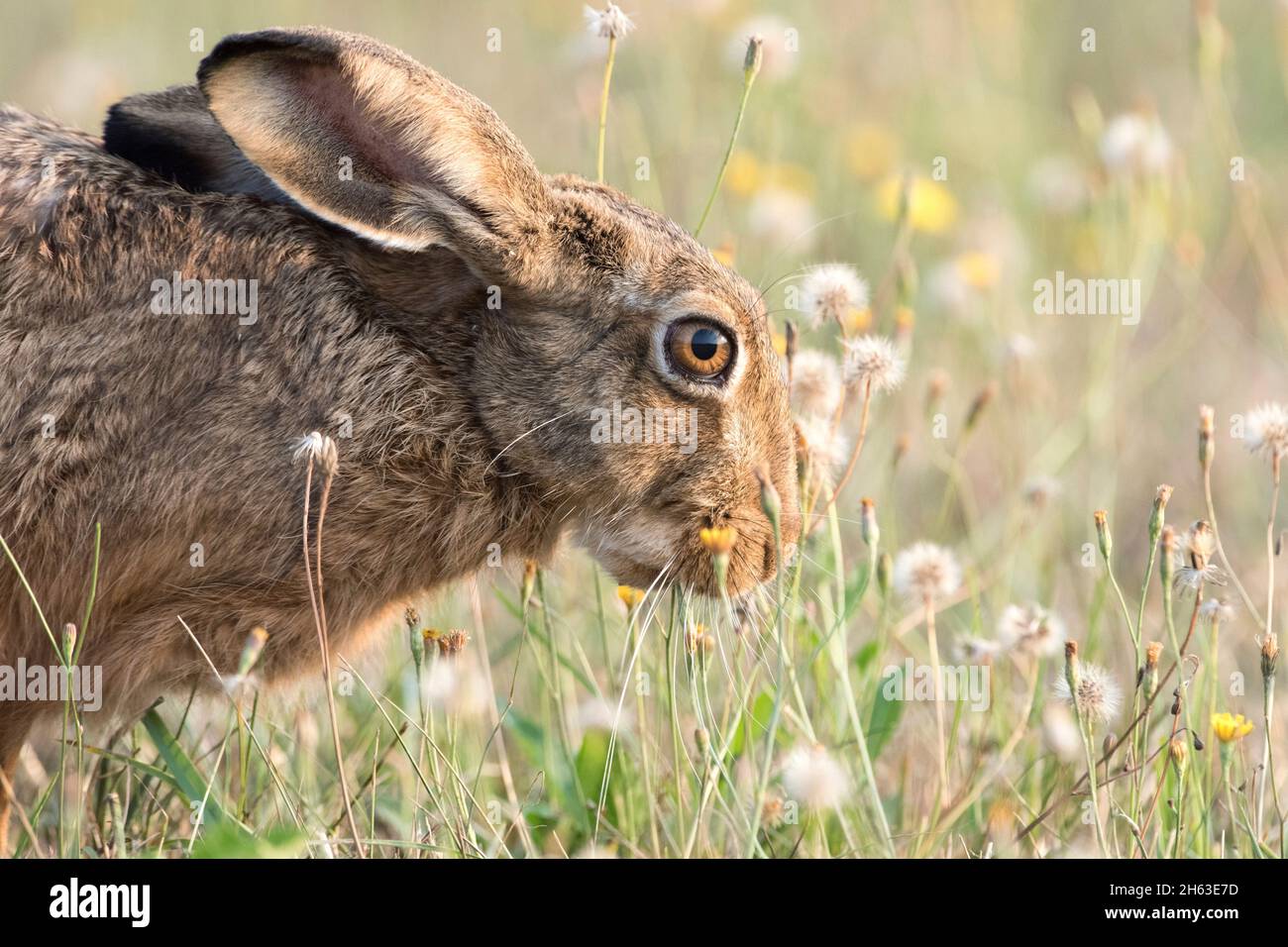 hare Stock Photo