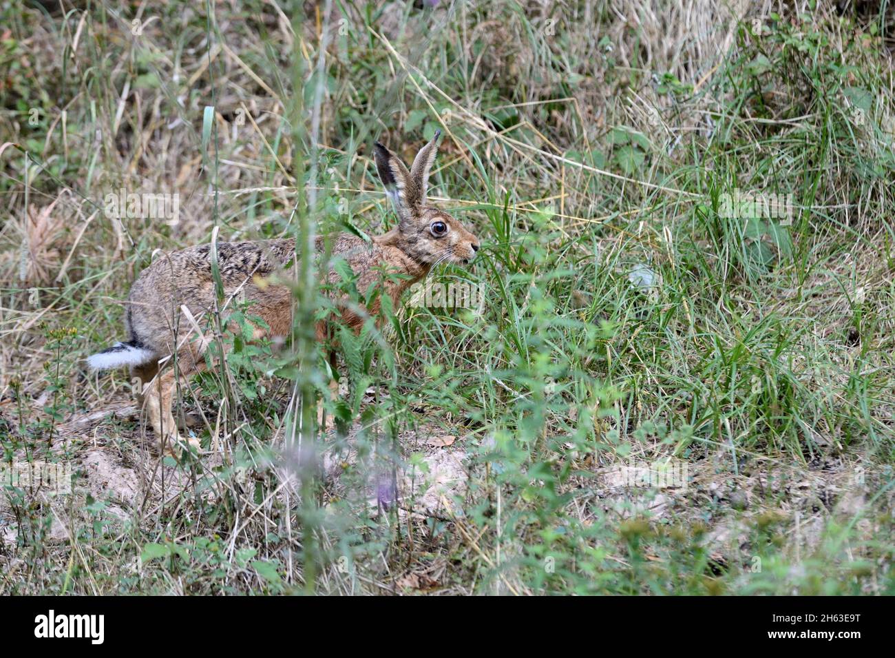 hare,brown hare Stock Photo