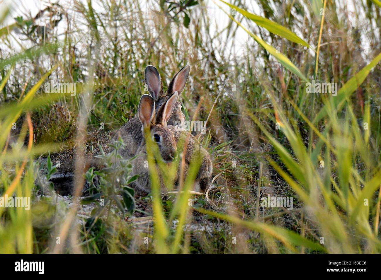 Deer rabbits hi-res stock photography and images - Alamy