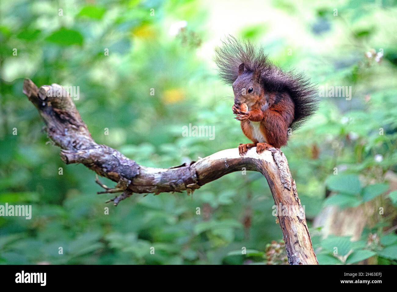 black squirrel Stock Photo